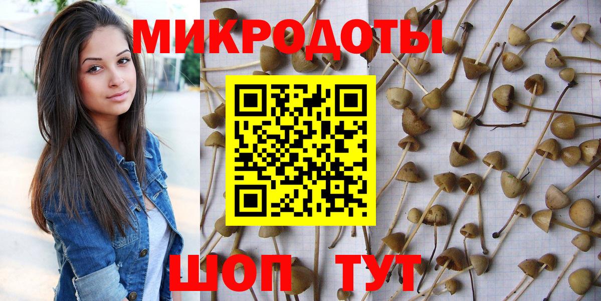 Галлюциногенные грибы Psilocybe Россия